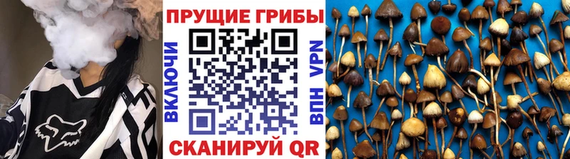 Купить где  Закаменск  Галлюциногенные грибы GOLDEN TEACHER 